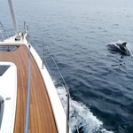 Bavaria C45